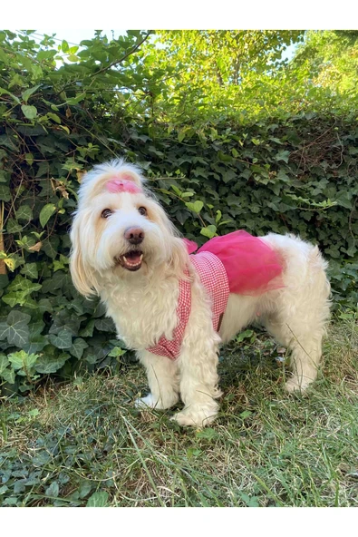 Gobo Pembe Kareli Yıldızlı Tüllü Kedi Köpek Kıyafeti Elbisesi Medium/M/Beden 2 - Resim 3