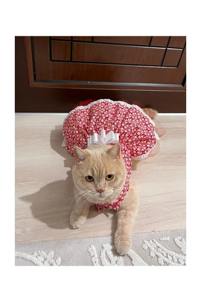 Gobo Beyaz Çiçek Desenli Fiyonklu Kırmızı Kedi Köpek Kıyafeti Elbisesi Large/l/beden 3 - Resim 4