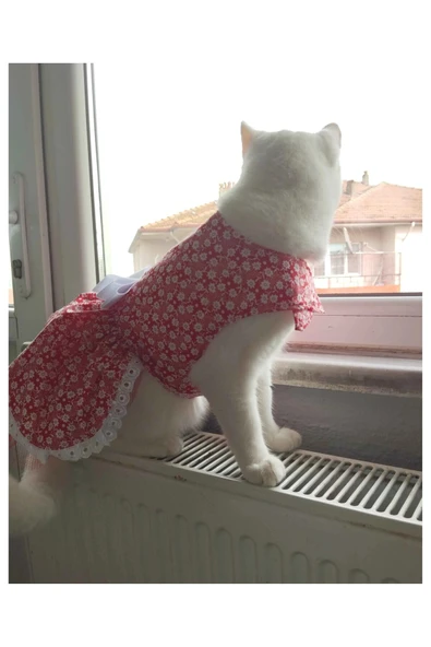 Gobo Beyaz Çiçek Desenli Fiyonklu Kırmızı Kedi Köpek Kıyafeti Elbisesi - Resim 6