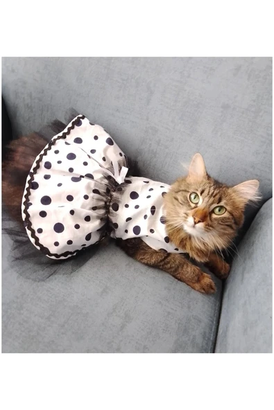 Gobo Siyah Puantiyeli Beyaz Dişi Kedi Köpek Kıyafeti Elbisesi - Resim 6