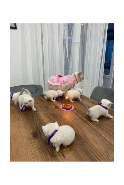 Gobo Beyaz Kareli Pembe Dişi Kedi Köpek Kıyafeti Elbisesi - 2