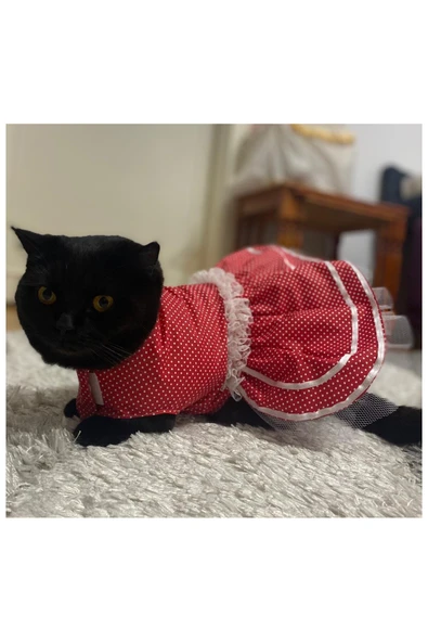 Gobo Beyaz Puantiyeli Kurdeleli Kırmızı Dişi Kedi Köpek Kıyafeti Elbisesi XSmall/XS/Beden 0 - Resim 4