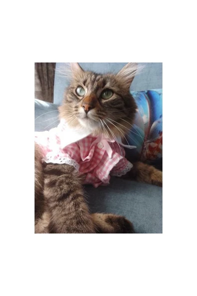 Gobo Kurdeleli Pembe Dişi Gömlek Kedi Köpek Kıyafeti Elbisesi Medium/m/beden 2 - 4