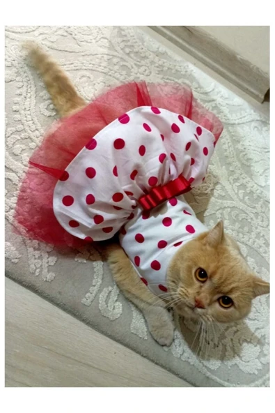 Gobo Fuşya Fiyonklu Puantiyeli Kedi Köpek Kıyafeti Elbisesi Xxlarge/xxl/beden 5 - Resim 2