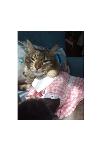 Gobo Kurdeleli Pembe Dişi Gömlek Kedi Köpek Kıyafeti Elbisesi Small/s/beden 1 - 5