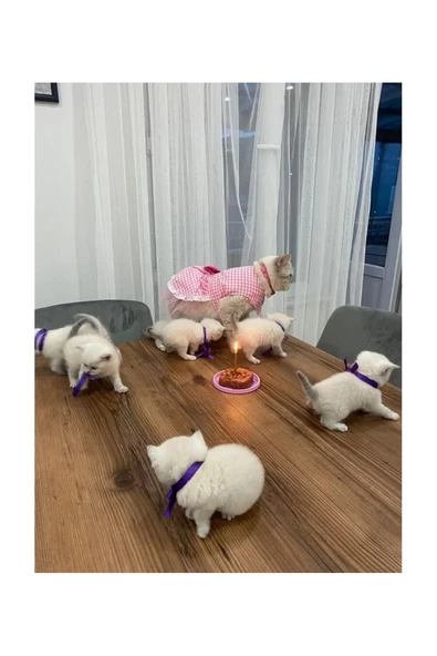 Gobo Beyaz Kareli Pembe Dişi Kedi Köpek Kıyafeti Elbisesi Small/s/beden 1 - Resim 3