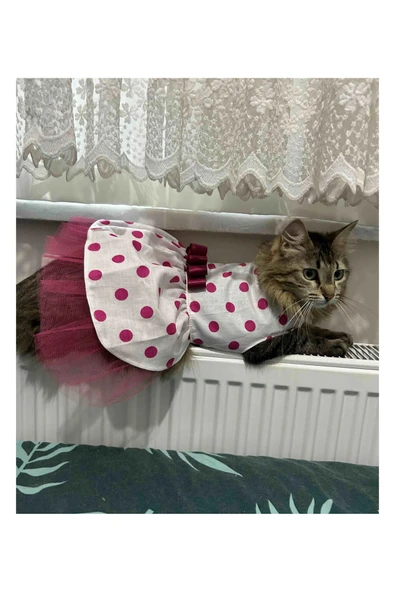 Gobo Fuşya Fiyonklu Puantiyeli Kedi Köpek Kıyafeti Elbisesi Medium/m/beden 2 - 3