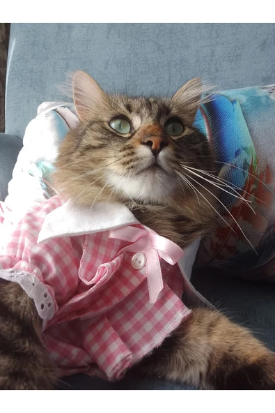 Gobo Kurdeleli Pembe Dişi Gömlek Kedi Köpek Kıyafeti Elbisesi Small/s/beden 1 - 4