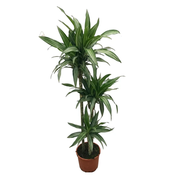 Dracaena Fragrans 'Warneckei' ürün görseli