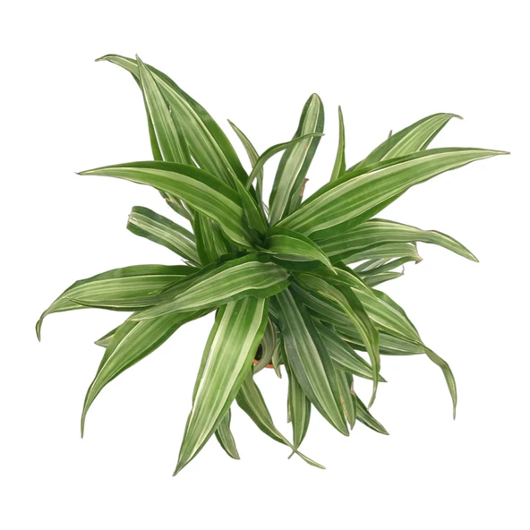 Dracaena Fragrans 'Warneckei' - Resim 2