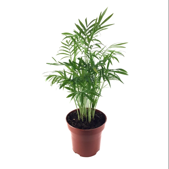 Chamaedorea Elegans (Dağ Palmiyesi) ürün görseli