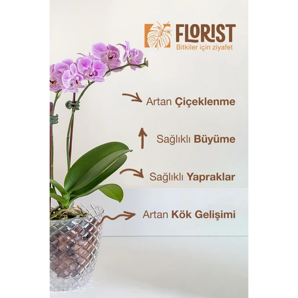 Konsantre Orkide Besini - Resim 5