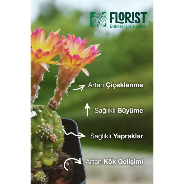 Konsantre Sıvı Kaktüs ve Sukulent Bitki Besini - Resim 5