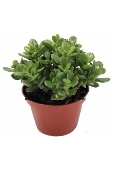 Para Çiçegi Bonsai Bitkisi Para Ağacı Şans Bereket Bitkisi <20cm 35 Cm > ürün görseli