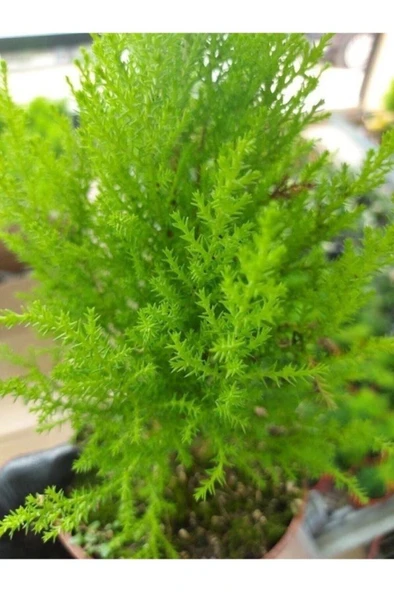 Salon Çamı Limoni Servi Çam Fidanı 10-20 cm - Resim 3