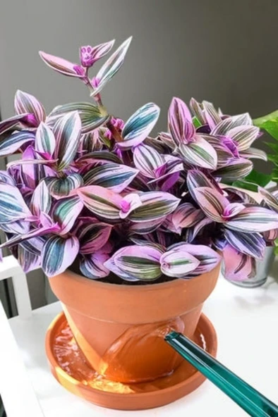 Mor Telgraf Çiçeği Nanouk Zebrina Sukulent 10-20 cm - Resim 2