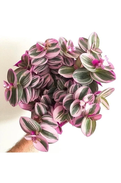 Mor Telgraf Çiçeği Nanouk Zebrina Sukulent 10-20 cm ürün görseli