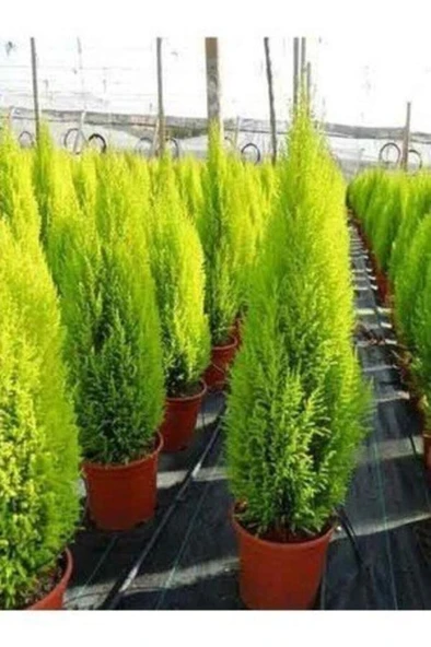 Salon Çamı Limoni Servi Çam Fidanı 10-20 cm - Resim 2