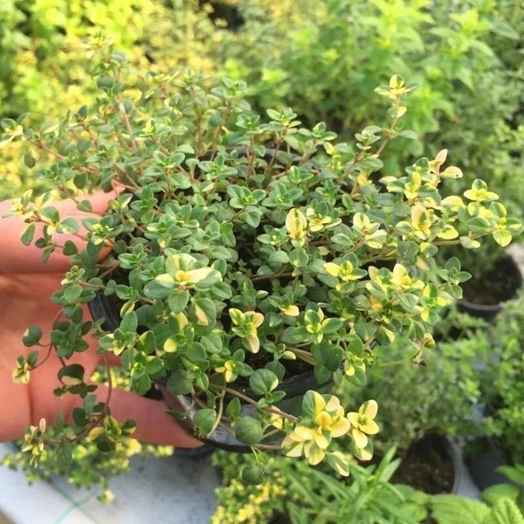 Aromatik Lemon Cascata Yayılıcı Kekik Fidesi (1 adet) - Resim 3