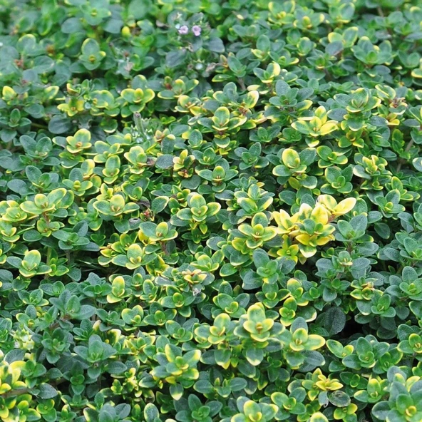 Aromatik Lemon Cascata Yayılıcı Kekik Fidesi (1 adet) ürün görseli 1