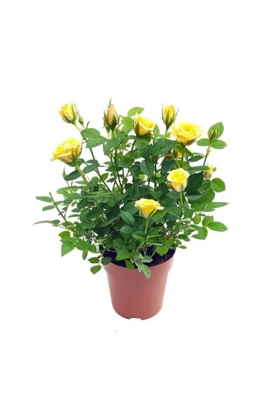 Yediveren Sarı Çıtır Minyatür Gül Fidanı ( 1 Yaş - Boy 10-20 Cm ) ürün görseli