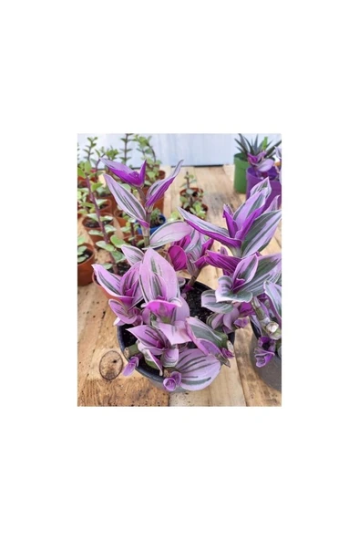 Isparta Gülü Pembe Telgraf Çiçeği 10-20 cm - Resim 3