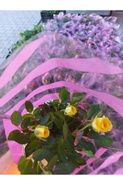 Yediveren Sarı Çıtır Minyatür Gül Fidanı ( 1 Yaş - Boy 10-20 Cm ) - Resim 2