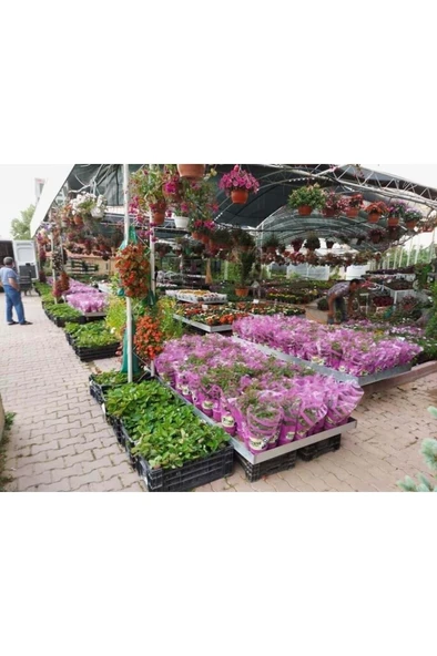 Yediveren Sarı Çıtır Minyatür Gül Fidanı ( 1 Yaş - Boy 10-20 Cm ) - Resim 3