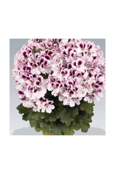 Mor Beyaz Ceylan Gözü Sardunya Çiçeği Fidanı 10-20 cm ürün görseli