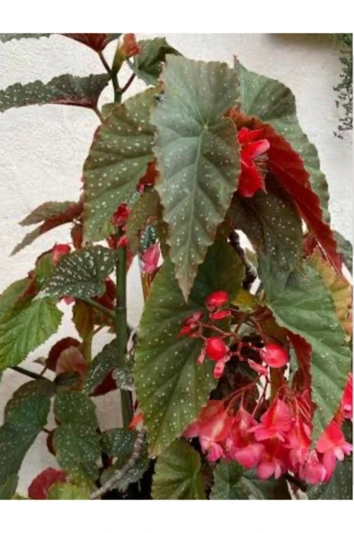 Çilli Begonya Çiçeği Fidesi Fidanı 10-20 cm ürün görseli