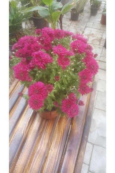 Kasımpatı Krizantem, (Chrysanthemum) Çiçeği Pembe 10-20 cm ürün görseli
