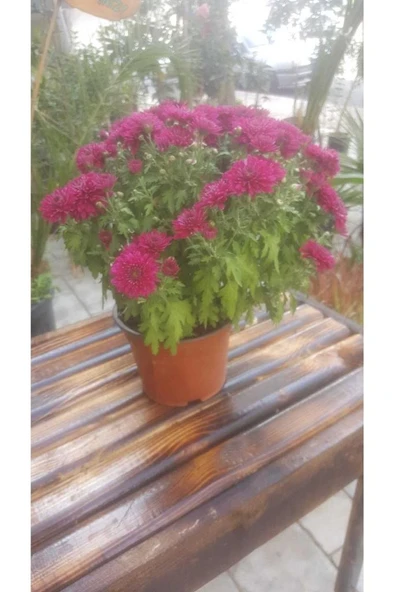 Kasımpatı Krizantem, (Chrysanthemum) Çiçeği Pembe 10-20 cm - Resim 2