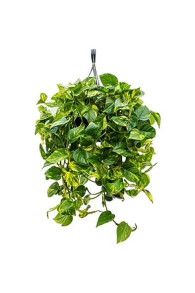 Pothos Sarmaşığı Epipremnum Aureum Bitkisi 10-20 cm ürün görseli