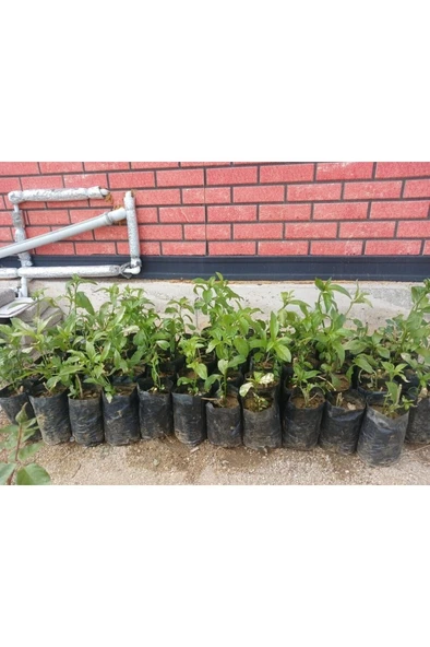 Melisa Çiçeği Fidanı Yoğun Kokulu 10-20 cm - Resim 2