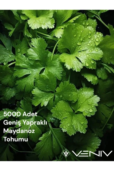 5000 Adet Geniş Yapraklı Maydanoz Tohumu 2 Paket