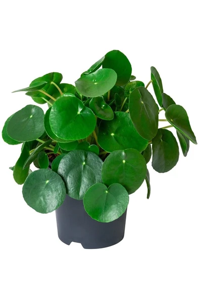 Pilea Para Çiçeği Fidanı 10-20 cm ürün görseli