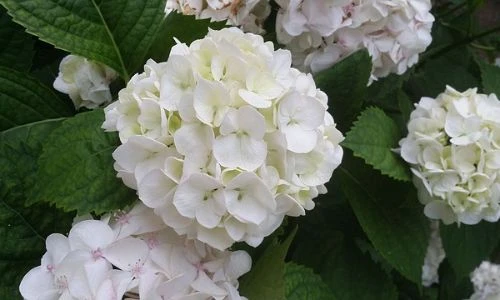 Beyaz Ortanca Fidanı Fidesi Hydrang 10-30 cm - Resim 3