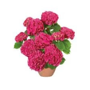 Canlı Ortanca Çiçeği Fidanı Açık Pembe 10-20 cm - Resim 4