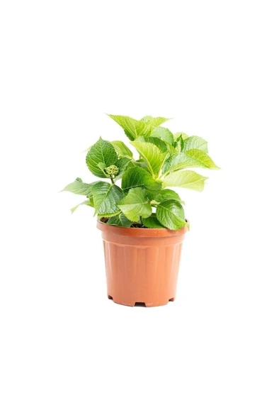 Canlı Ortanca Çiçeği Fidanı Açık Pembe 10-20 cm - Resim 2