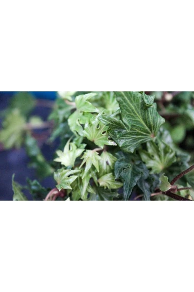 Çınar Yapraklı Hedera Helix Sarmaşık Duvar Orman Sarmaşığı 10-20 cm - Resim 2