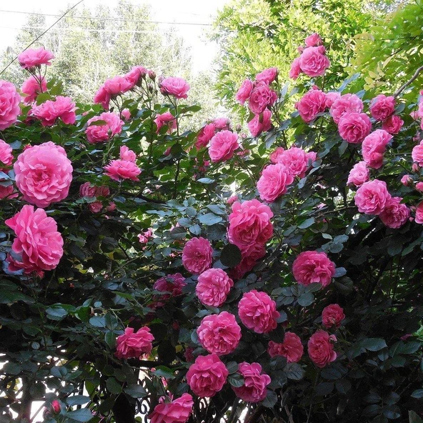 Yediveren Yoğun Kokulu Sultan Reçellik Isparta Gül Fidanı 10-20 cm ürün görseli