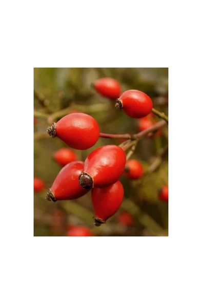 Yediveren Kuşburnu Fidanı 10-20 cm - Resim 2