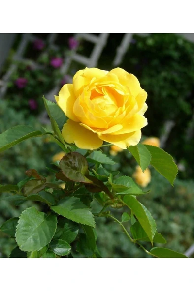 Sarı Gül Fidanı Saksıda 10-20 cm - Resim 2