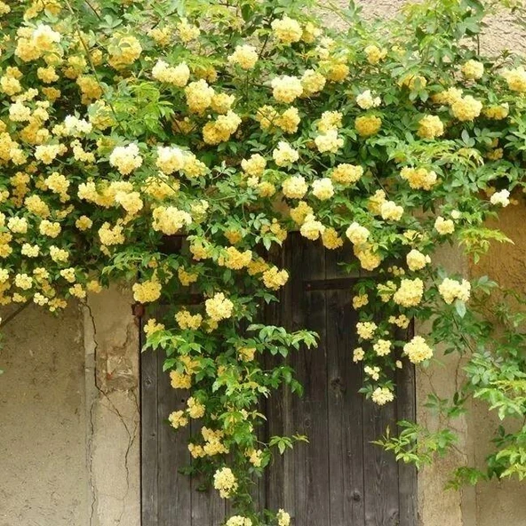 Sarı Gül Fidanı Saksıda 10-20 cm - Resim 3