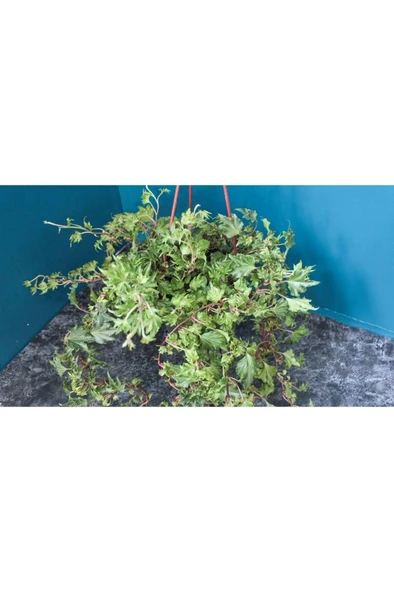Çınar Yapraklı Hedera Helix Sarmaşık Duvar Orman Sarmaşığı 10-20 cm - Resim 5