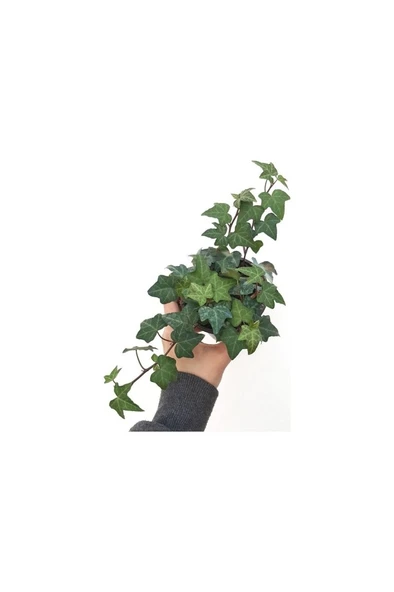 Hedera Helix Yeşil Yapraklı Sarmaşık Fidanı 10-20 cm ürün görseli