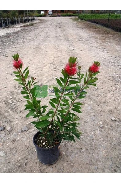 Fırça Çalısı Bitkisi Fidanı 30-60 cm - Resim 2