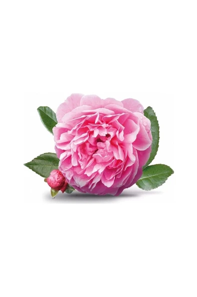 Yöresel Isparta Gülü Fidanı 10-20 cm ürün görseli