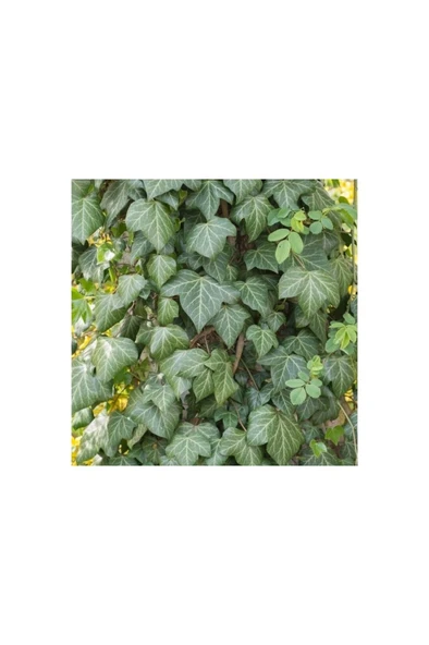 Hedera Helix Yeşil Duvar Sarmaşığı Fidanı 10-20 cm ürün görseli
