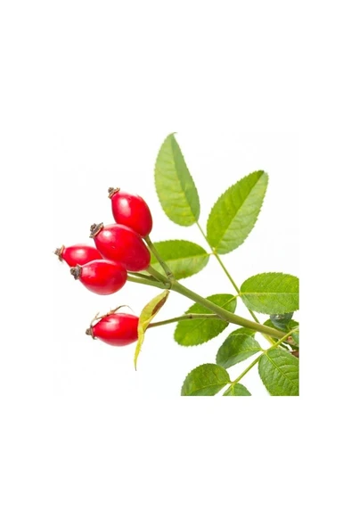 Dikensiz Yediveren Kuşburnu Fidanı 10-20 cm - Resim 2